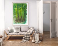 Image 2 of Green Pitcher Plant