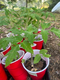 Live Plants (Baker/Zachary Pickup, No Shipping)
