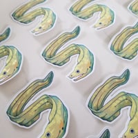 Moray Eel