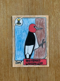 Red-headed Woodpecker. Single Card. 