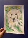 Watercolour Pet Illustration