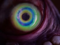 Image 7 of Teratoma, Glow bright eye, Swappable Phone Grip/Socket for smartphones