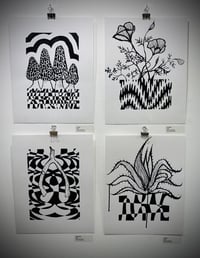 Image 2 of Agave 