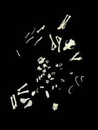 Image 2 of mouse partial skeleton