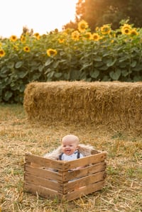 Image 3 of SUN 17th AUG SUNFLOWER MINI