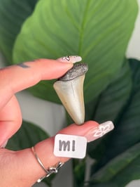 Image 13 of SMALL MEGALODON TEETH -SOUTH CAROLINA- CHOOSE YOUR OWN LOT 1