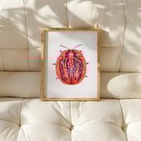 Image 8 of Cyclosoma bicostata Watercolor Illustration PRINT 