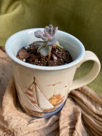 Image 6 of Ghost Echeveria in Sailboat Mug