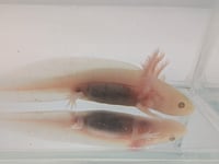 Image 2 of Hypomelanistic Melanoid Copper Juvenile Axolotl