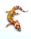 Giant White & Yellow High Contrast Tangerine (Tremper) H-37