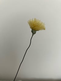 Image 1 of Dandelion