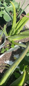 Aloe Vera Leaf