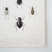 Image 18 of Illustration Ancienne Insectes