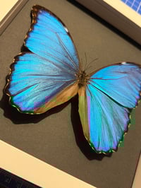 Image 2 of Blue Morpho White Frame