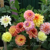 Image 4 of Mixed Dahlia seed