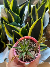 Image 1 of Snake Plant Ornament with 22k Gold Lustre details