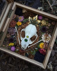 Image 2 of Raccoon Flora Curiosity Box