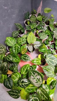 Image 1 of Forgetii x aos x skg grey x blue velvet