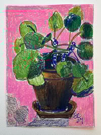 Image 1 of Money Plant Study
