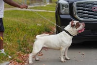 Image 2 of Detroit Gotti Stud Fee