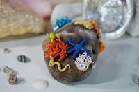 Image 2 of Pet Coral Reef