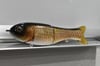 Full Size Shat - “Carp/Shiner”