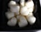 Image of WAXMELTS (LARGE) BOX