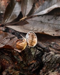 Image 1 of Lichen ring 