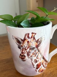 Image 3 of Hoya Chouke in Giraffe Mug