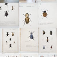 Image 1 of Illustration Ancienne Insectes
