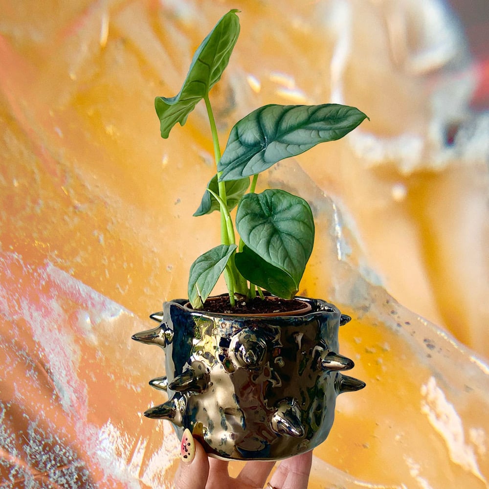 Image of Quazar Plant Pot #1