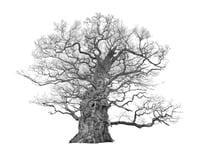Image 1 of The Majesty Oak