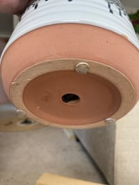Image 3 of Elephant Ear in Black and White Glazed Pot