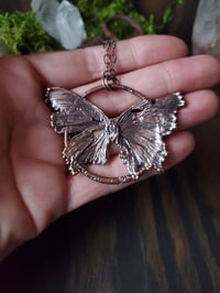 Image 2 of Butterfly 