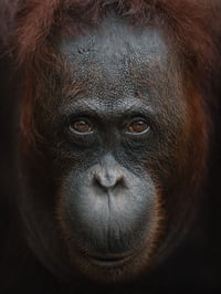 Image 1 of Ape