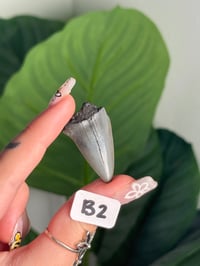 Image 2 of SMALL MEGALODON TEETH -SOUTH CAROLINA- CHOOSE YOUR OWN LOT 2 