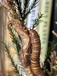 Image 1 of millipede dome