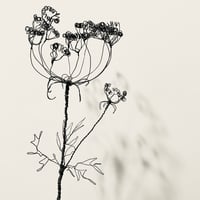 Image 1 of Wire Seed Head Sculpture