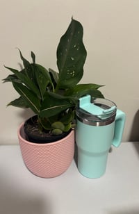 Image 5 of Candy Tumbler