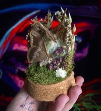Image 2 of Eri Silkmoth & Large Flourite Cloche 