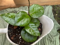 Image 2 of Freckled Splash Hoya in Majorca Seashell Pitcher 