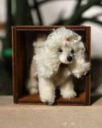 Image 1 of Pipe cleaner poodle in continental clip with wooden modular display