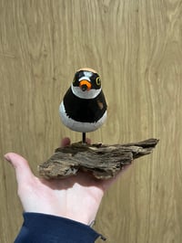 Image 1 of Ringed Plover