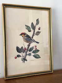 Image 3 of Paire d’illustrations d’oiseaux
