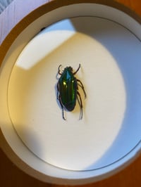 Image 2 of Chalcothea resplendens