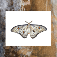 Image 1 of Ghostly Moth PRINT