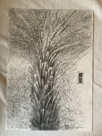 Image 3 of Tree Fern by Noel Betowski