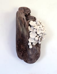 Wall Flowers- Cara O'Brien