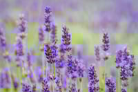 Image 1 of Lavender