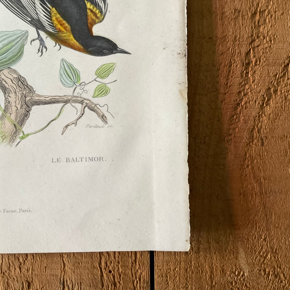 Image of Bird Picture no.5